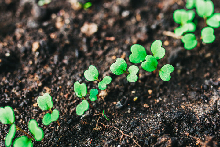 soil and plant