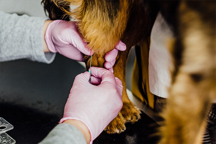 Veterinary & Animal Health
